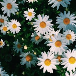 Meet your Posher, Maggie